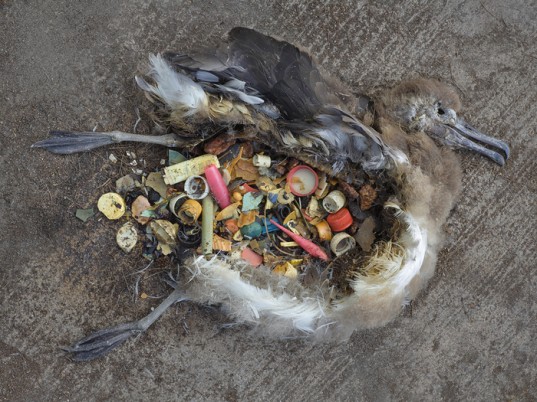 Plastic in birds